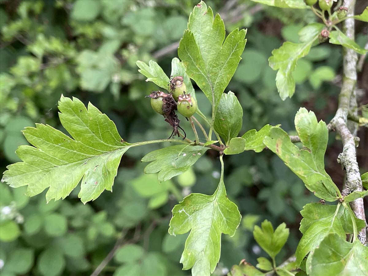 Crataegus x subsphaerica (door Carleen de Graaf)