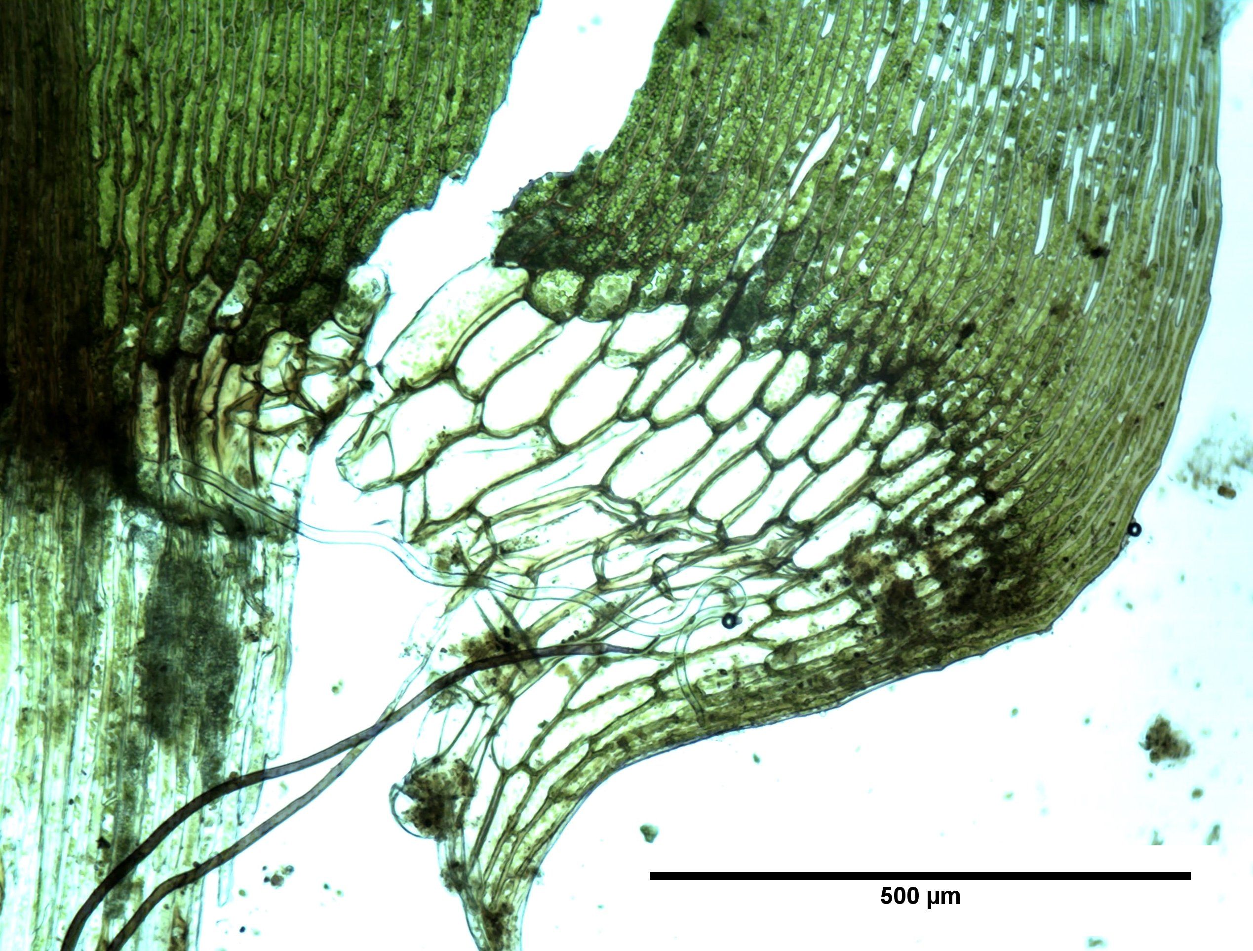 Calliergon giganteum (door Annie Vos)