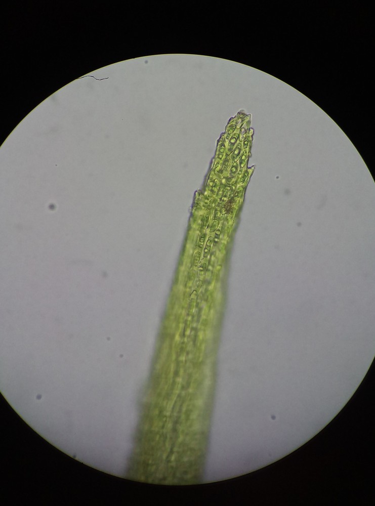 Campylopus introflexus (door Rens van der Knoop)