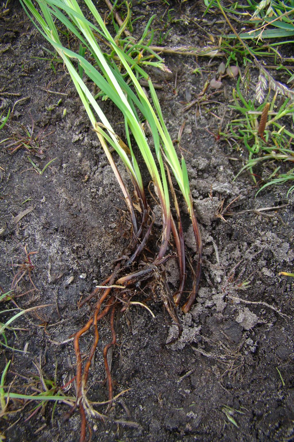 Carex cespitosa (door Joop C. Smittenberg 18-05-2011)