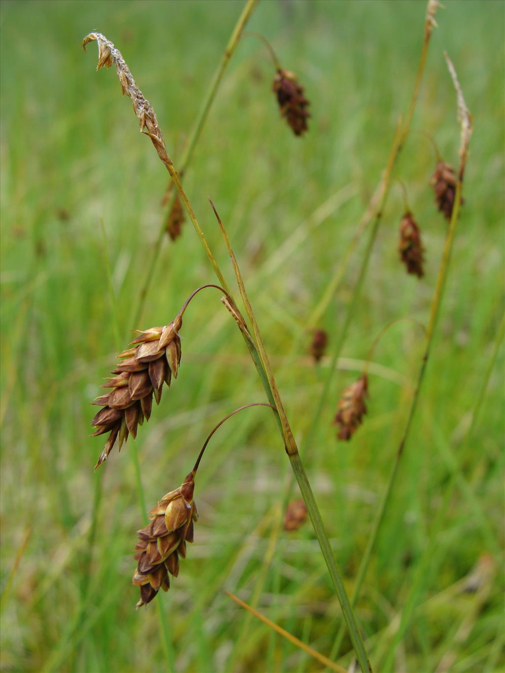 Carex limosa (door Jakob Hanenburg)