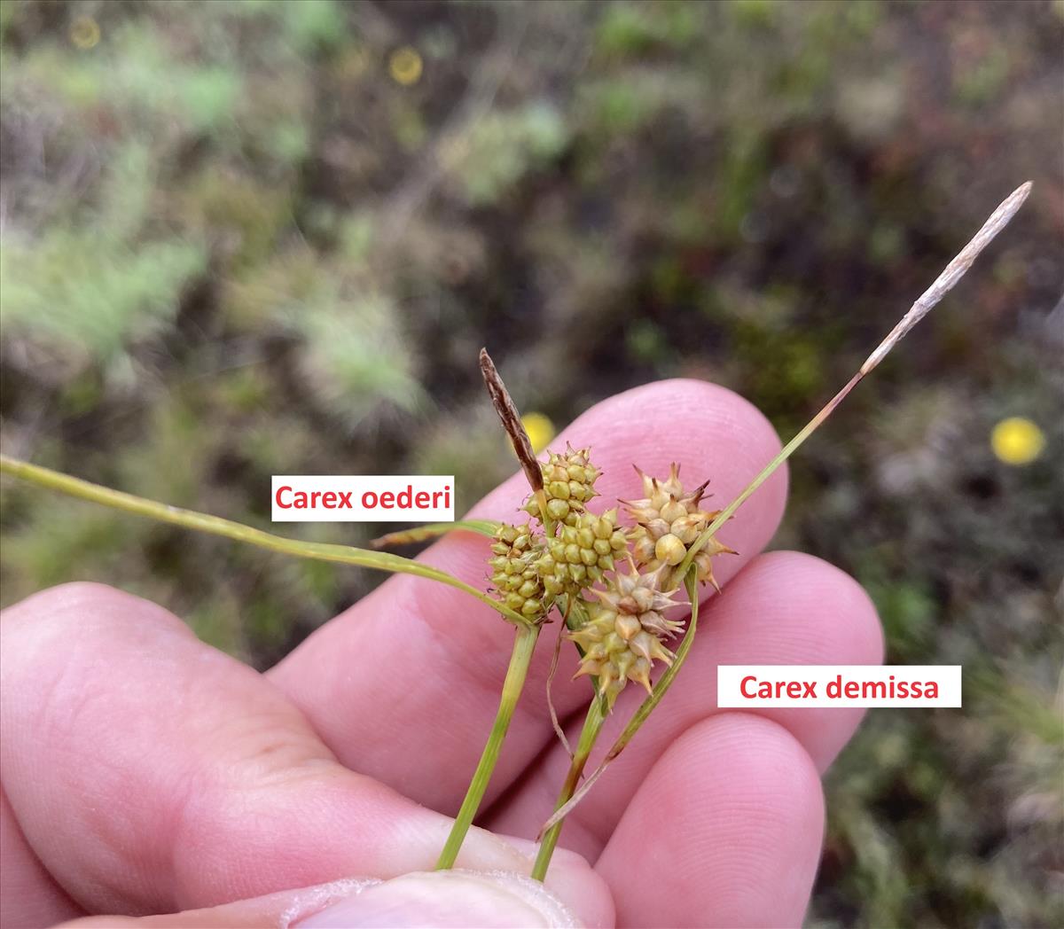 Carex demissa (door Kim Lotterman)