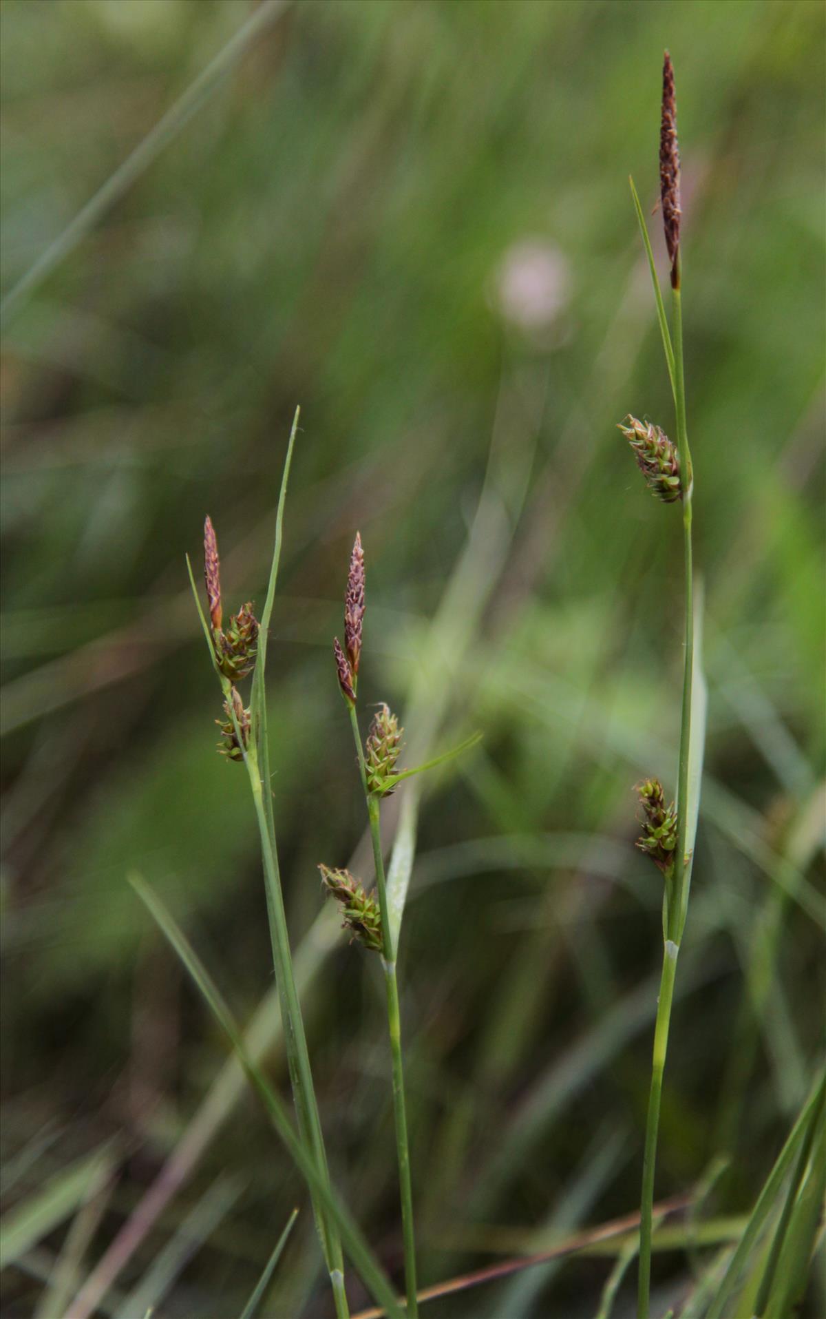 Carex x pauliana (door Jelle Hofstra)