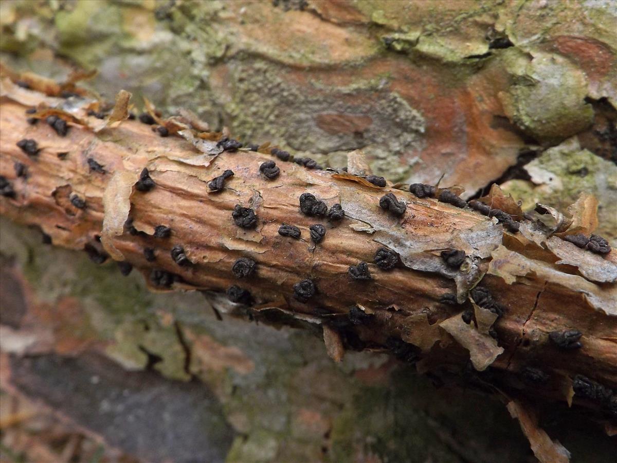 Cenangium ferruginosum (door Alina & Chris Billekens)