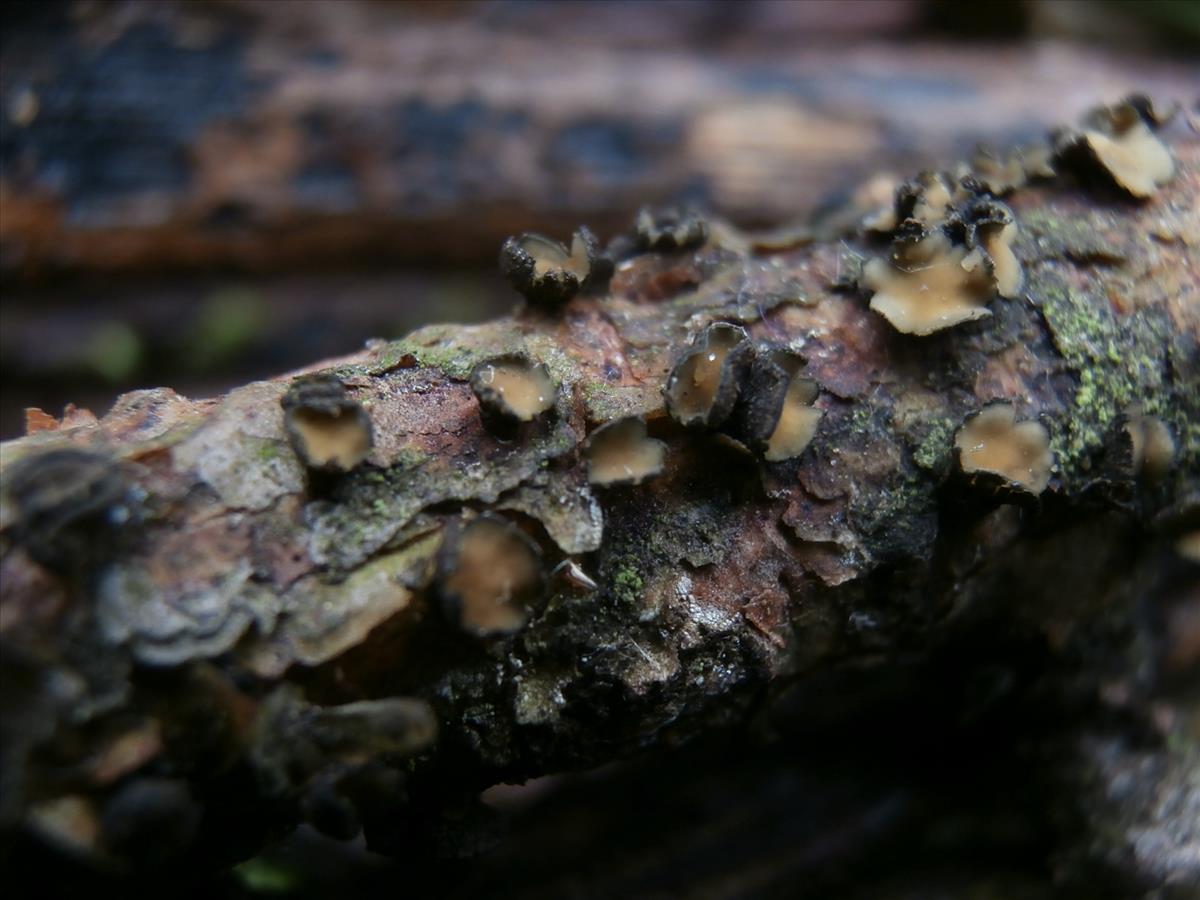 Cenangium ferruginosum (door Alina & Chris Billekens)