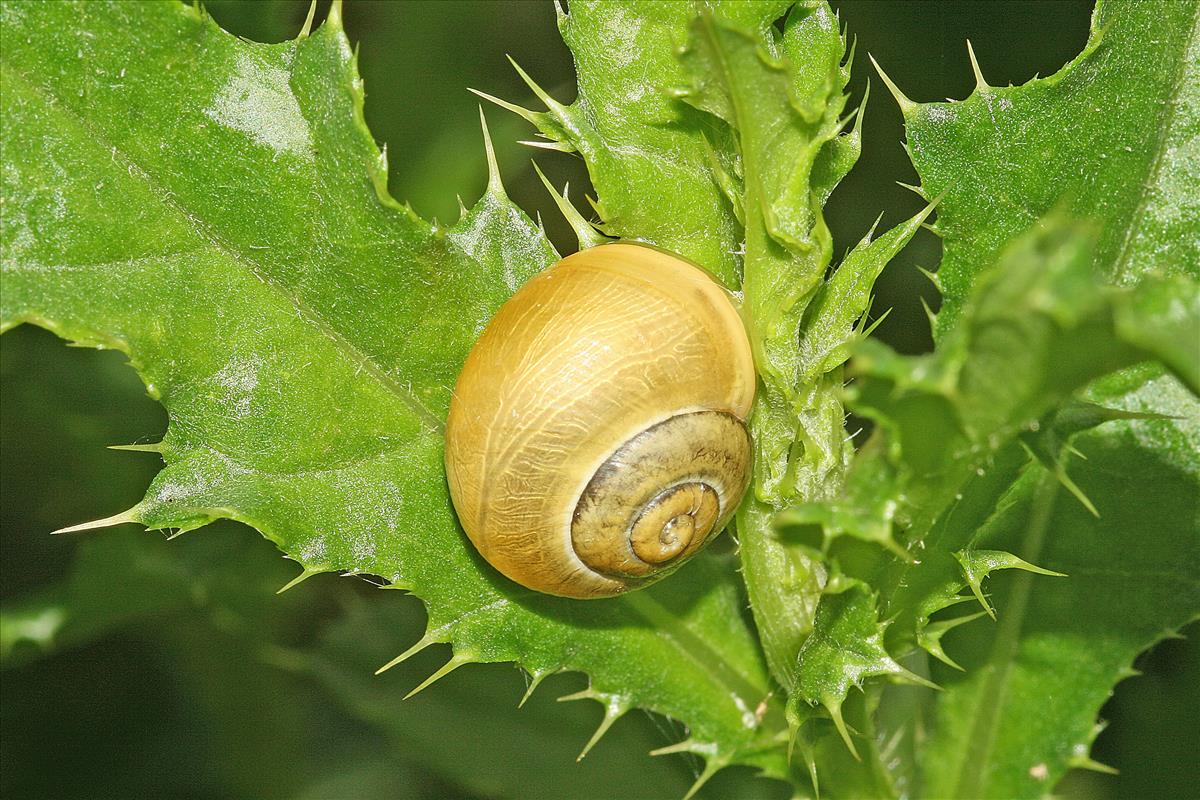 Cepaea hortensis (door Jan Kersten)