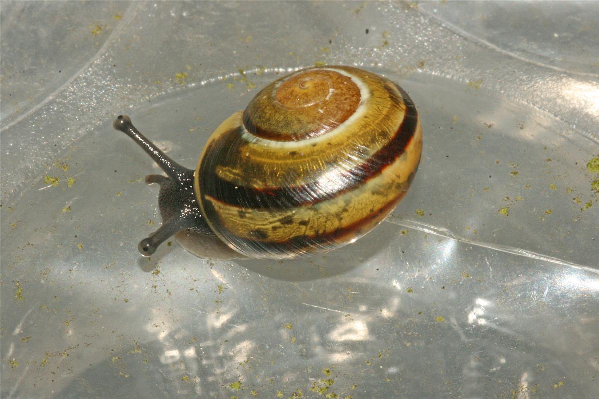 Cepaea hortensis (door Jan Kersten)