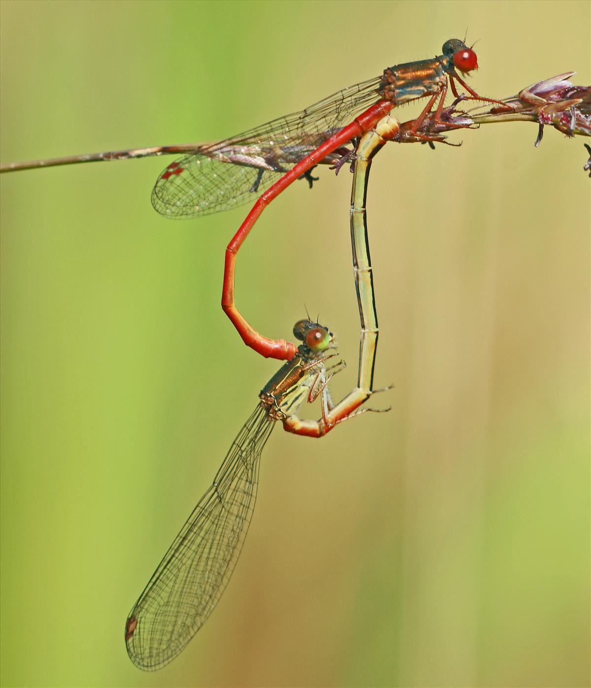 Ceriagrion tenellum (door Jan Kersten)