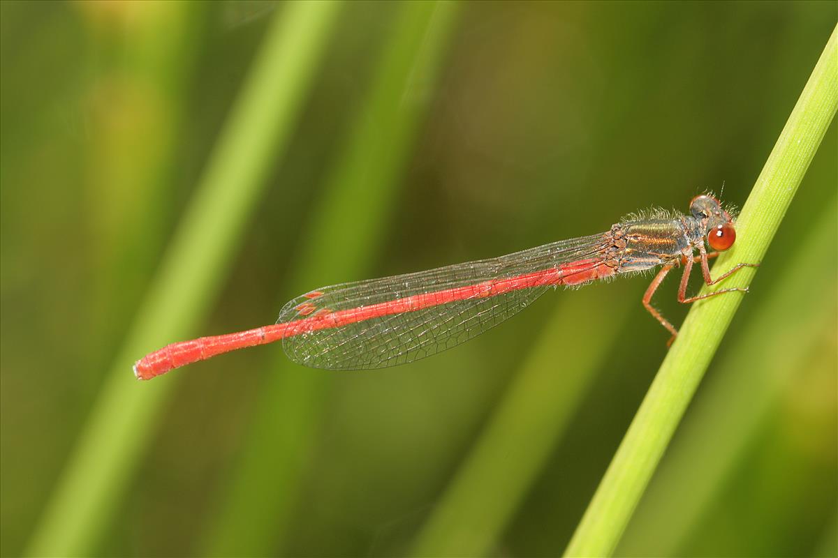 Ceriagrion tenellum (door Jan Kersten)