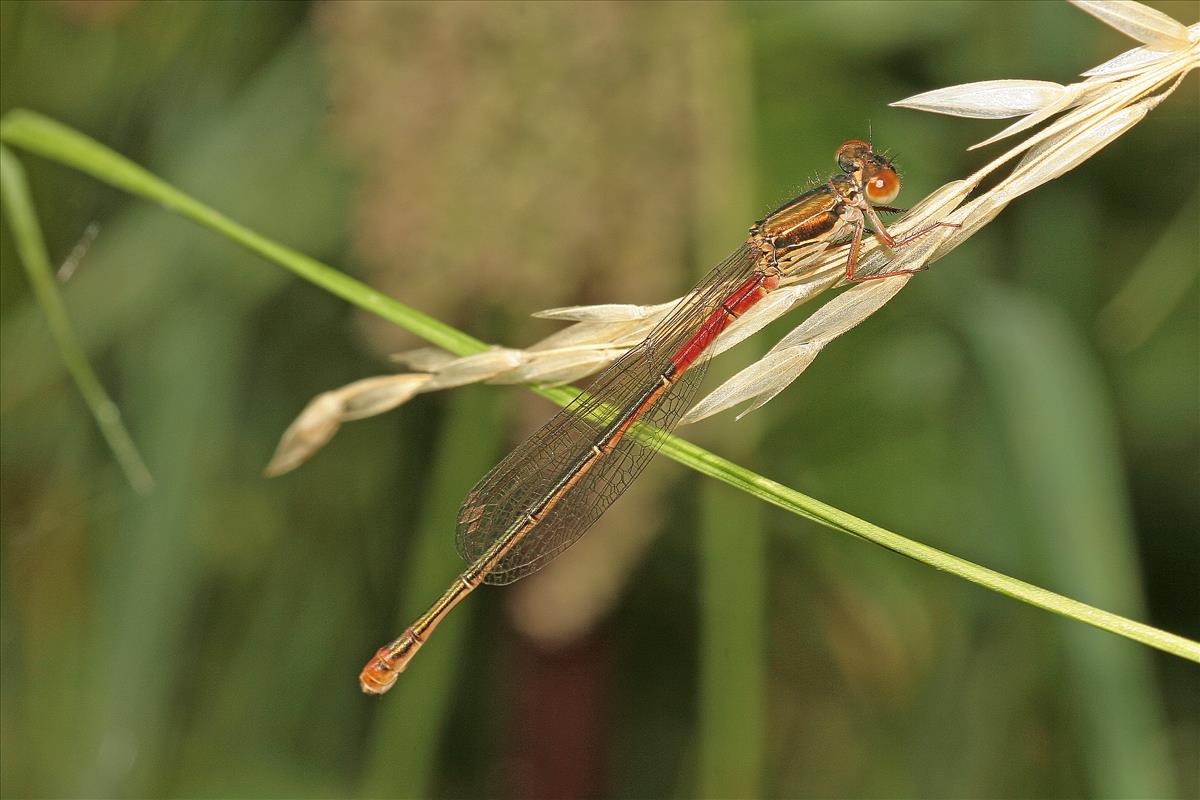 Ceriagrion tenellum (door Jan Kersten)