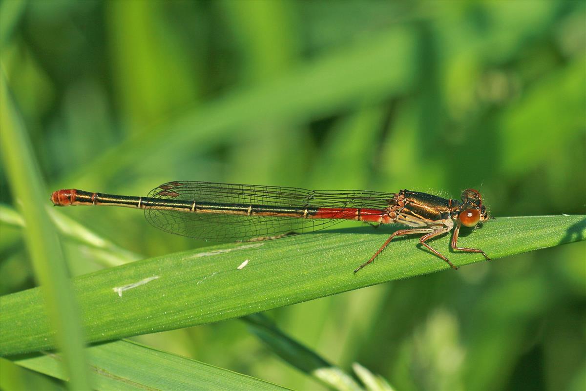 Ceriagrion tenellum (door Jan Kersten)