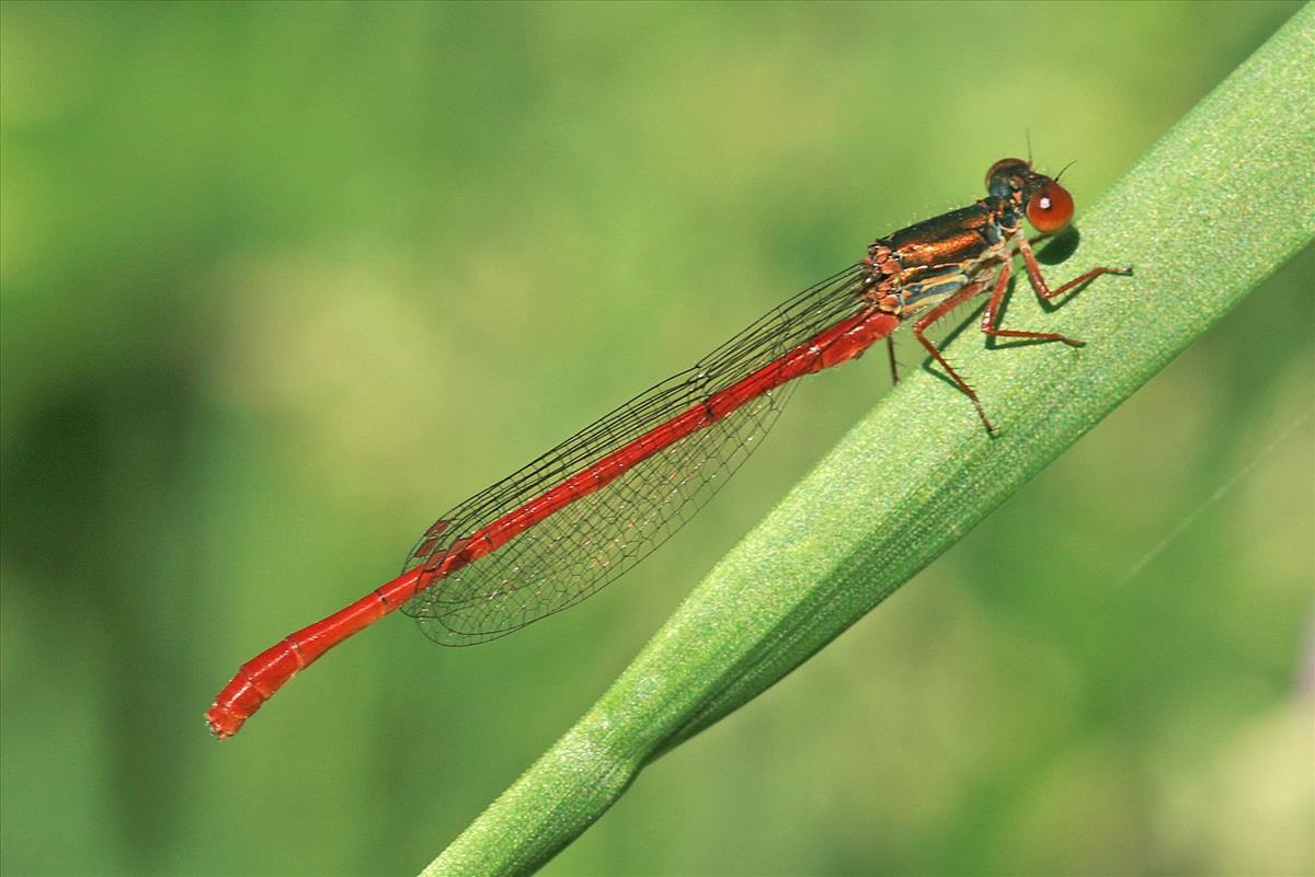 Ceriagrion tenellum (door Jan Kersten)