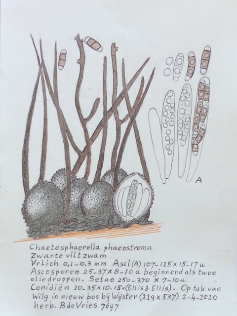 Chaetosphaerella phaeostroma (door Bernhard de Vries)