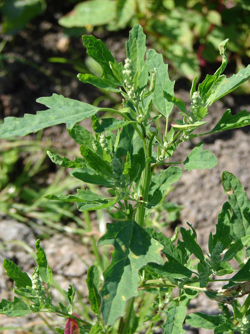 Chenopodium ficifolium (door Adrie van Heerden)