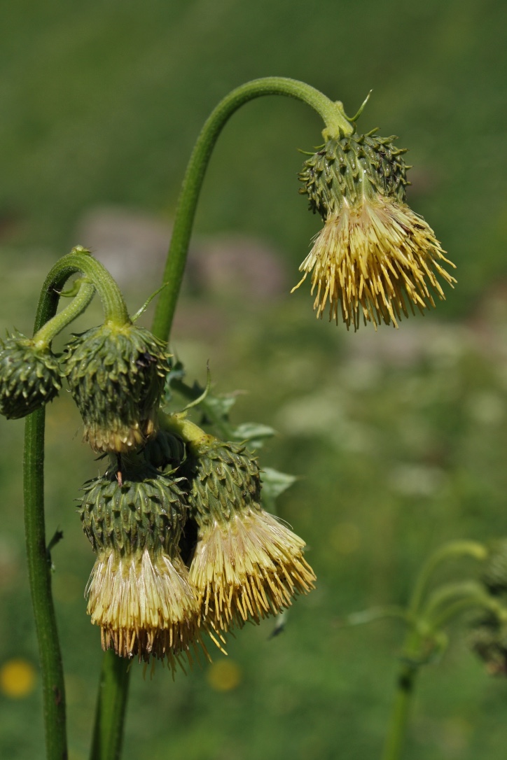 Cirsium erisithales (door Jelle Hofstra)