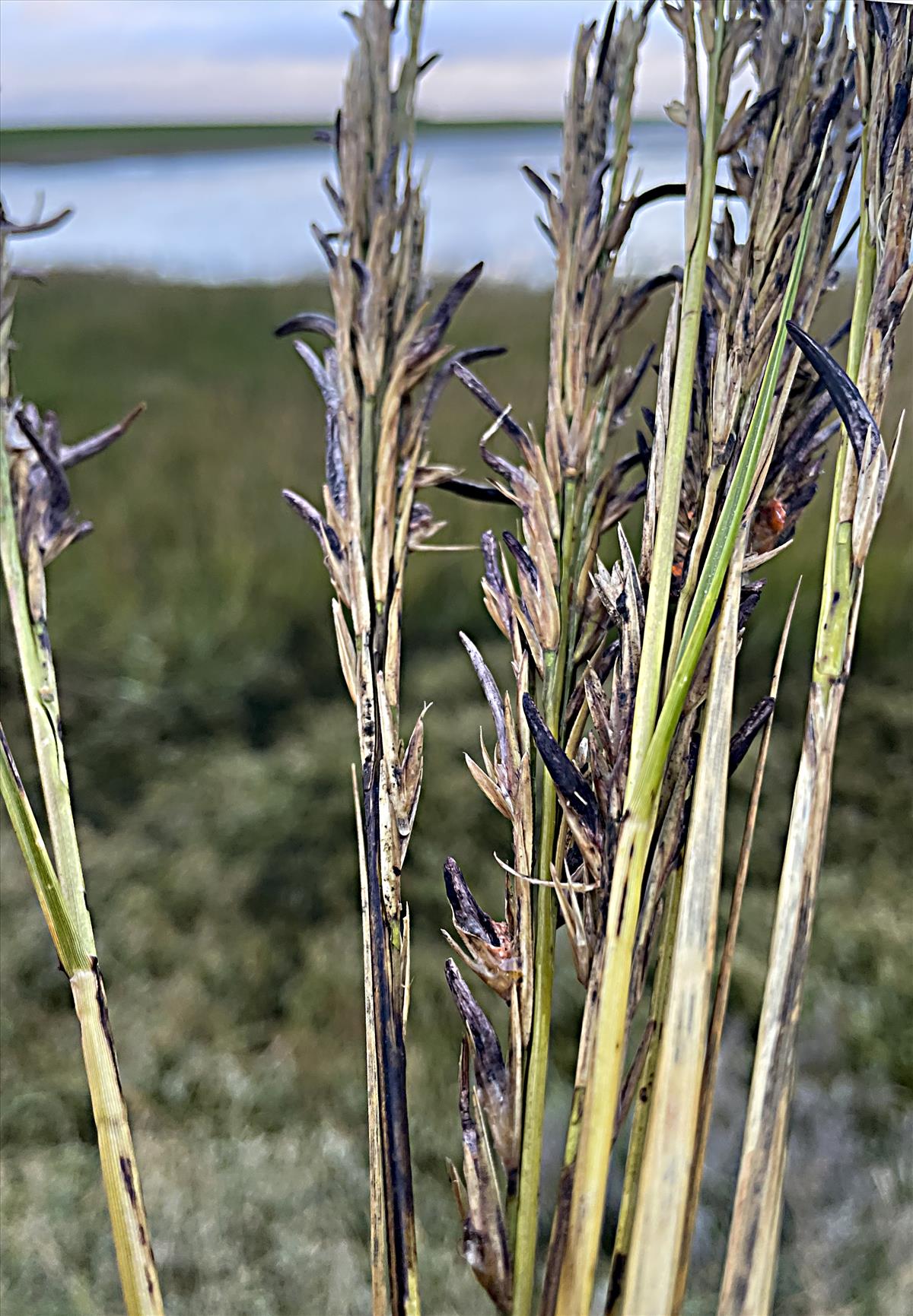 Claviceps purpurea var. spartinae (door Menno Boomsluiter)