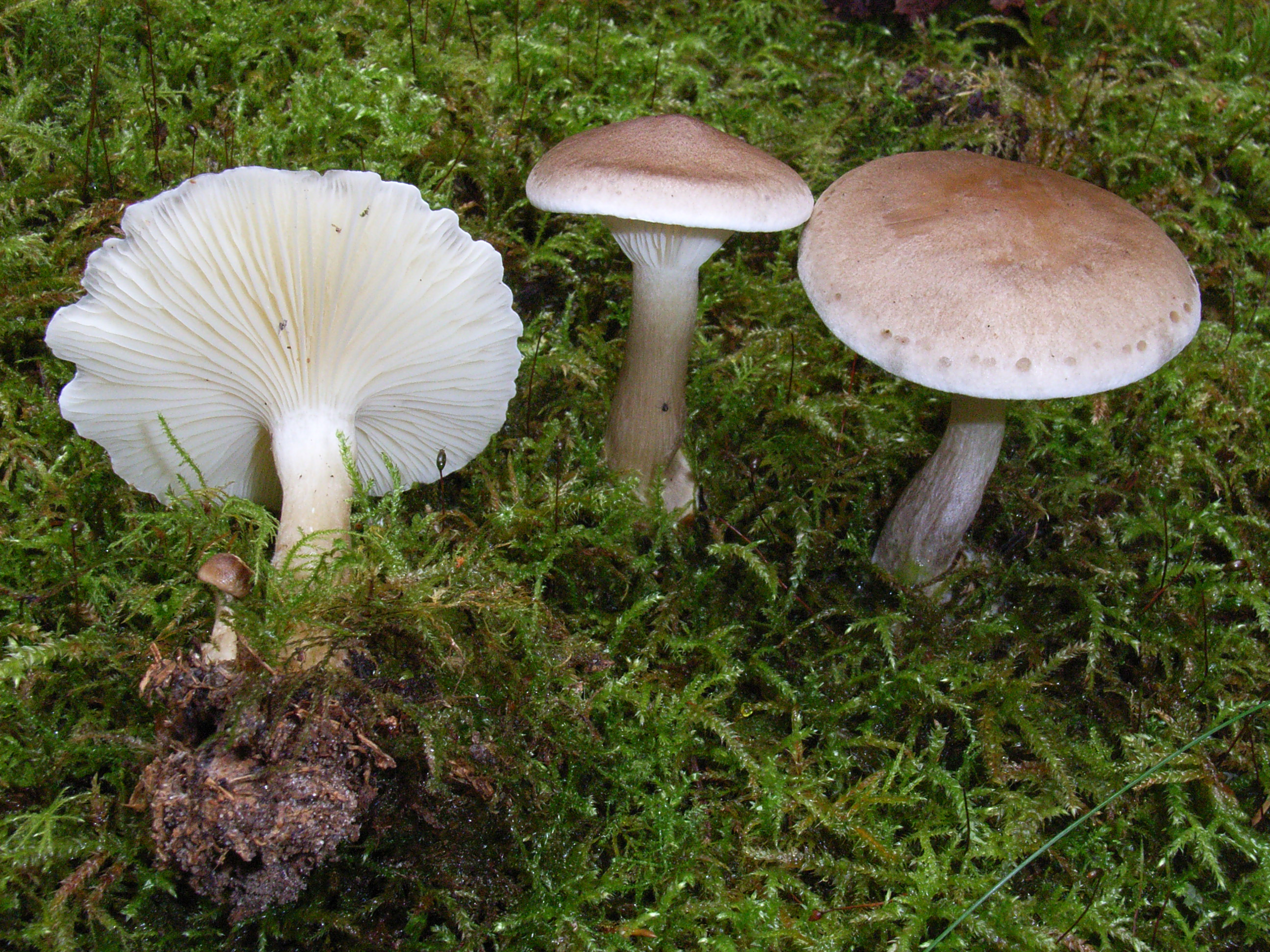 Clitocybe clavipes (door Roeland Enzlin)