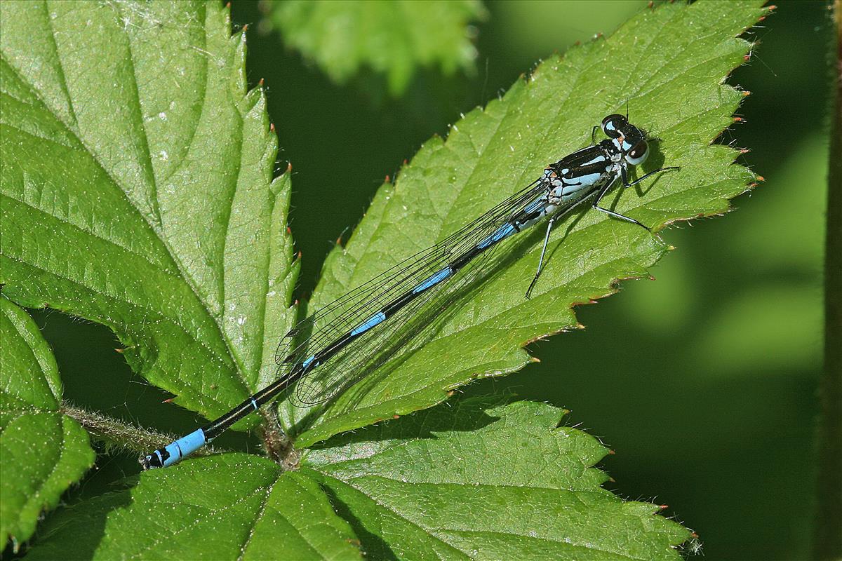 Coenagrion pulchellum (door Jan Kersten)