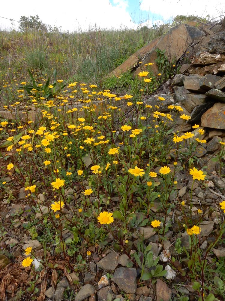 Coleostephus myconis (door Saxifraga|Ed Stikvoort)