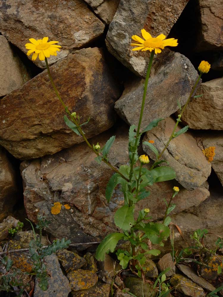 Coleostephus myconis (door Saxifraga|Ed Stikvoort)