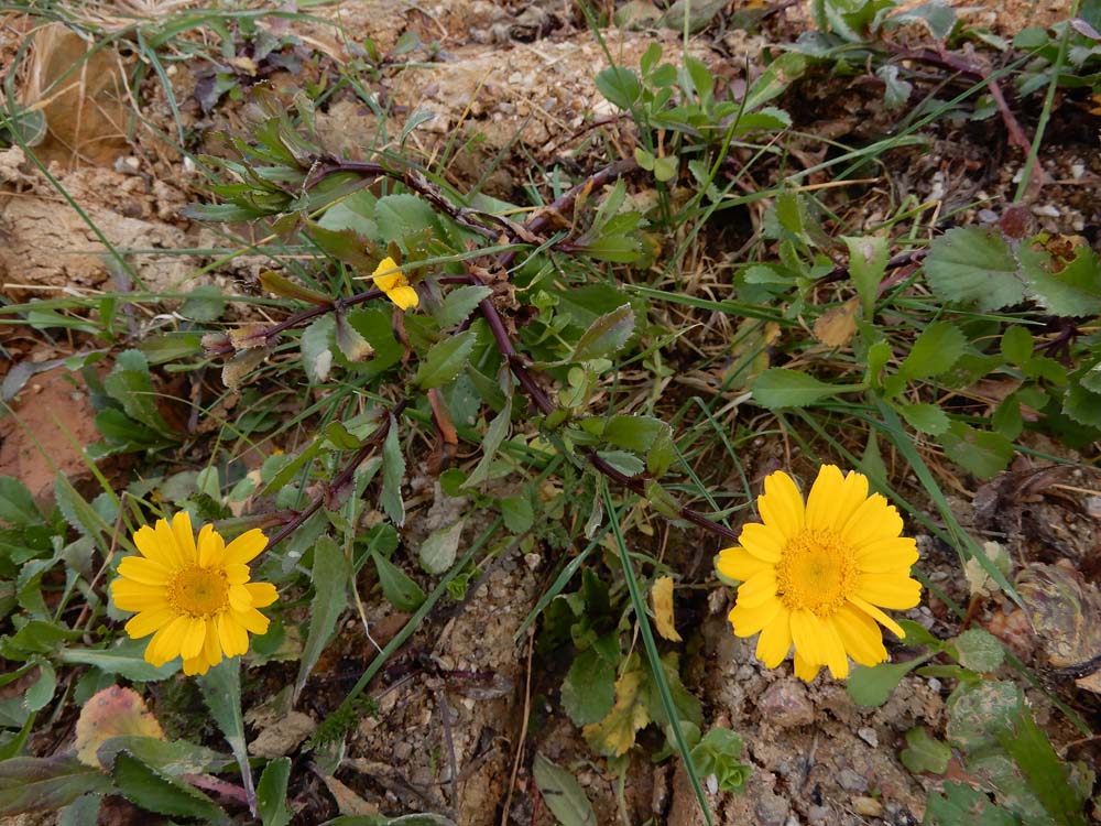 Coleostephus myconis (door Saxifraga|Ed Stikvoort)