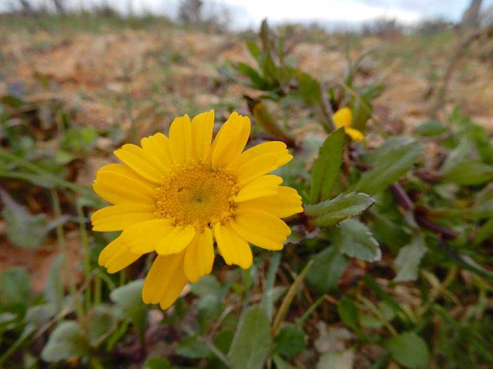 Coleostephus myconis (door Saxifraga|Ed Stikvoort)