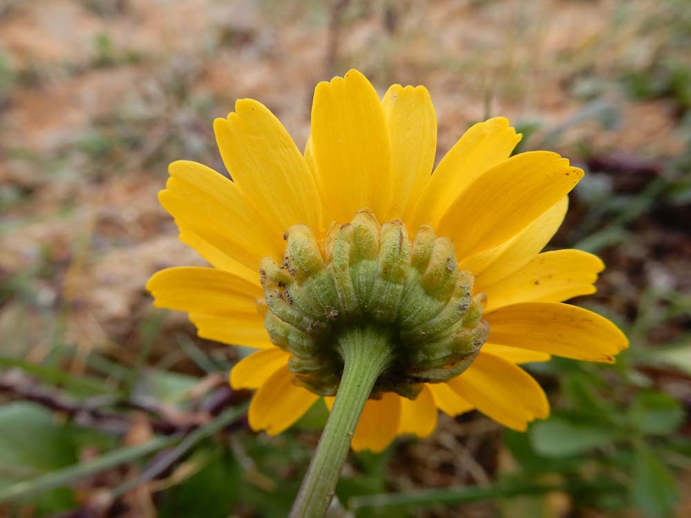 Coleostephus myconis (door Saxifraga|Ed Stikvoort)