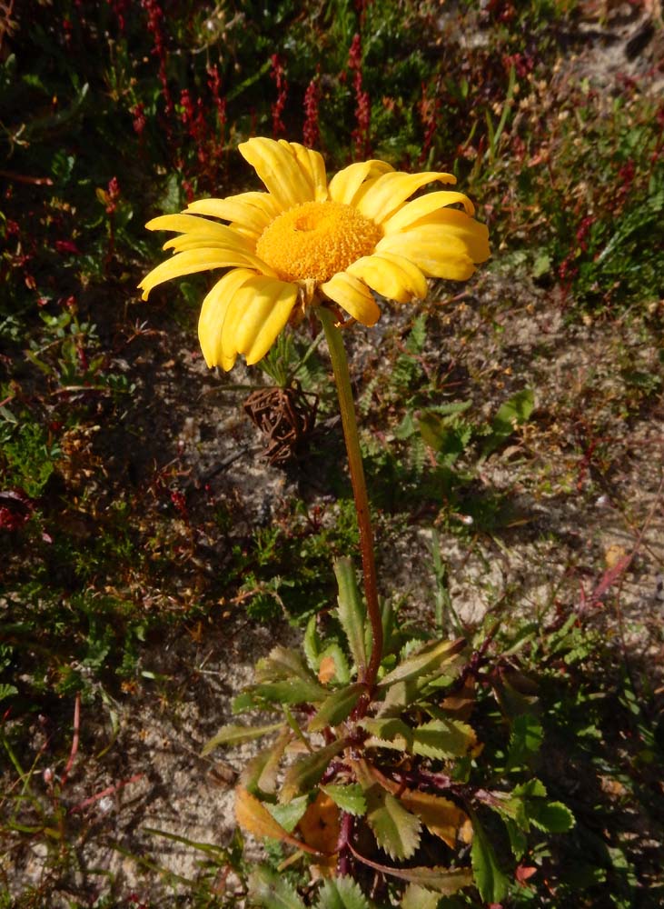 Coleostephus myconis (door Saxifraga|Ed Stikvoort)