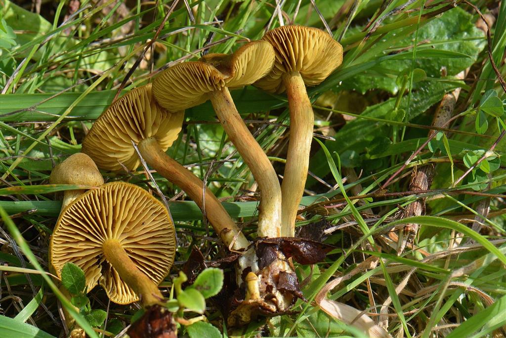 Cortinarius cinnamomeoluteus (door Laurens van Run)