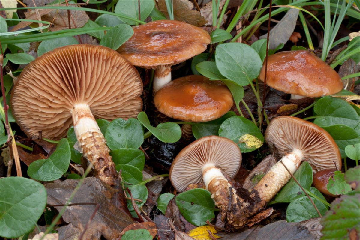 Cortinarius trivialis (door Aldert Gutter)