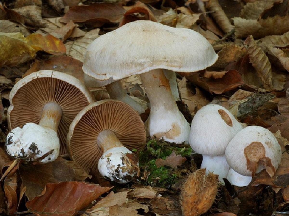 Cortinarius urbicus (door Wabe Bakker)