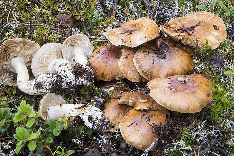 Cortinarius variegatus (door Nico Dam)