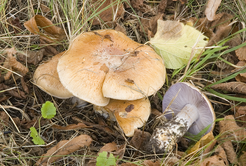 Cortinarius glaucopus (door Nico Dam)