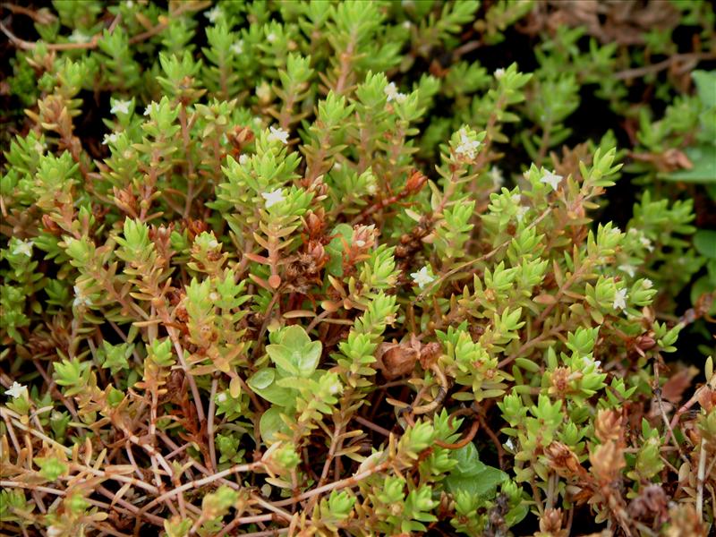 Crassula helmsii (door Adrie van Heerden)