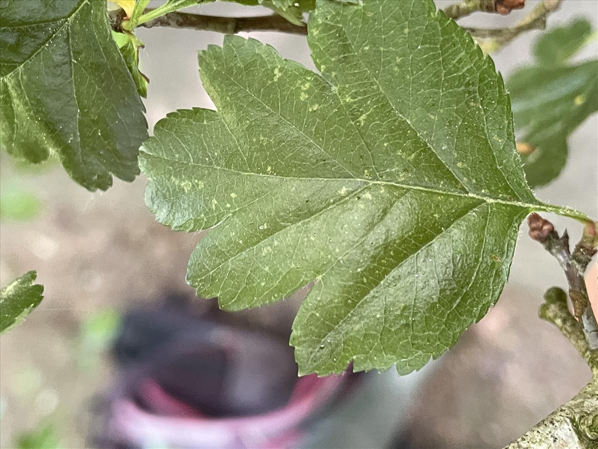 Crataegus x macrocarpa (door Carleen de Graaf)