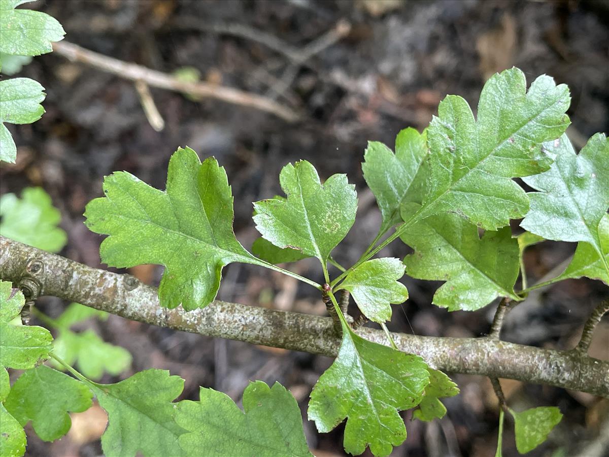 Crataegus x media (door Carleen de Graaf)