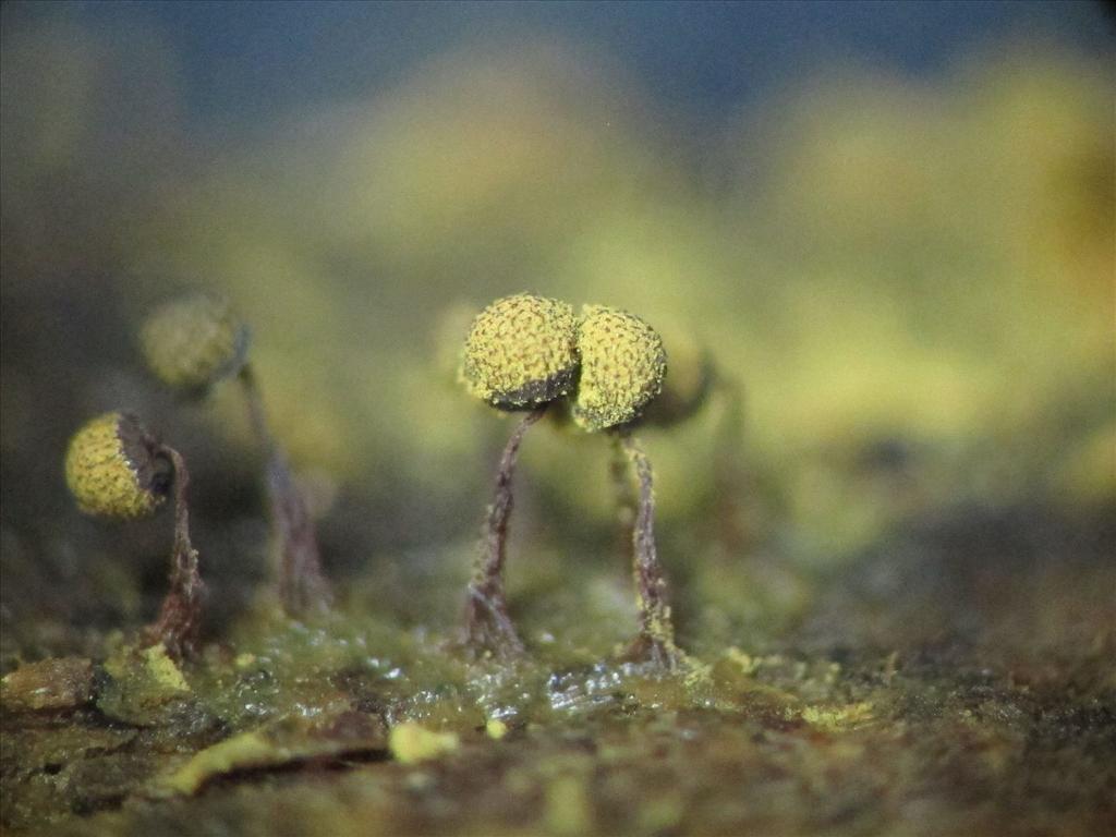 Cribraria aurantiaca (door Marian Jagers)