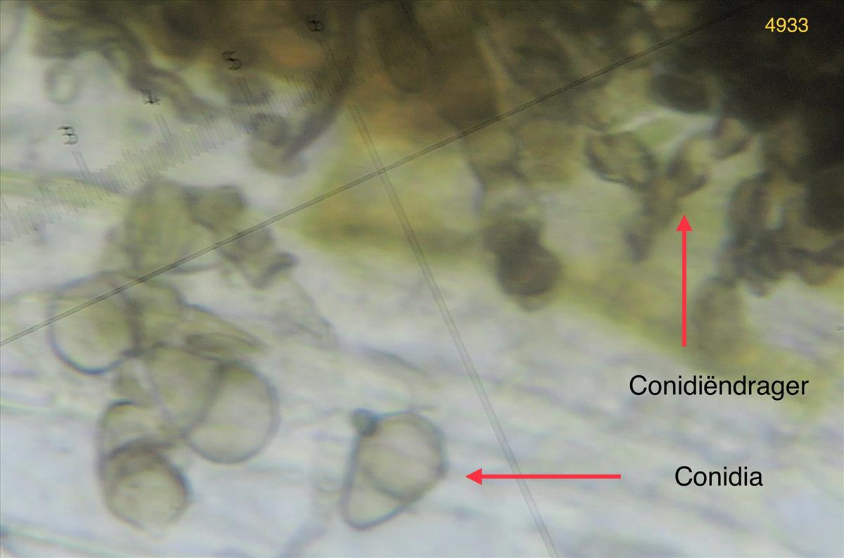 Cymadothea trifolii (door Eduard Osieck)