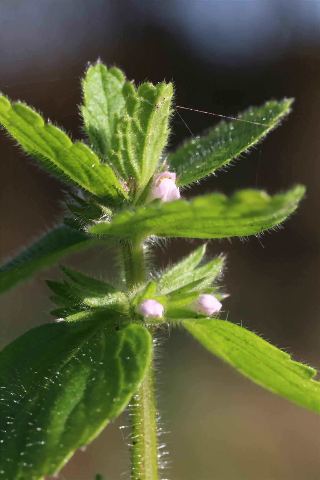 Stachys arvensis (door Willem Braam)