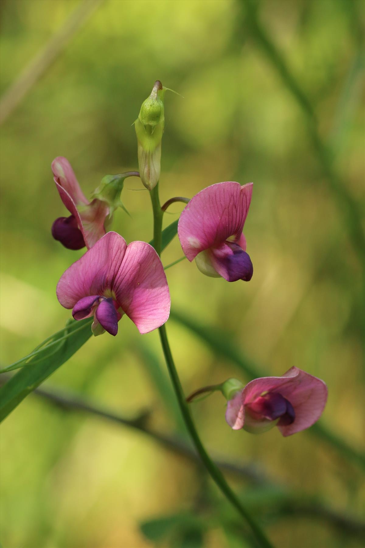 Lathyrus sylvestris (door Willem Braam)