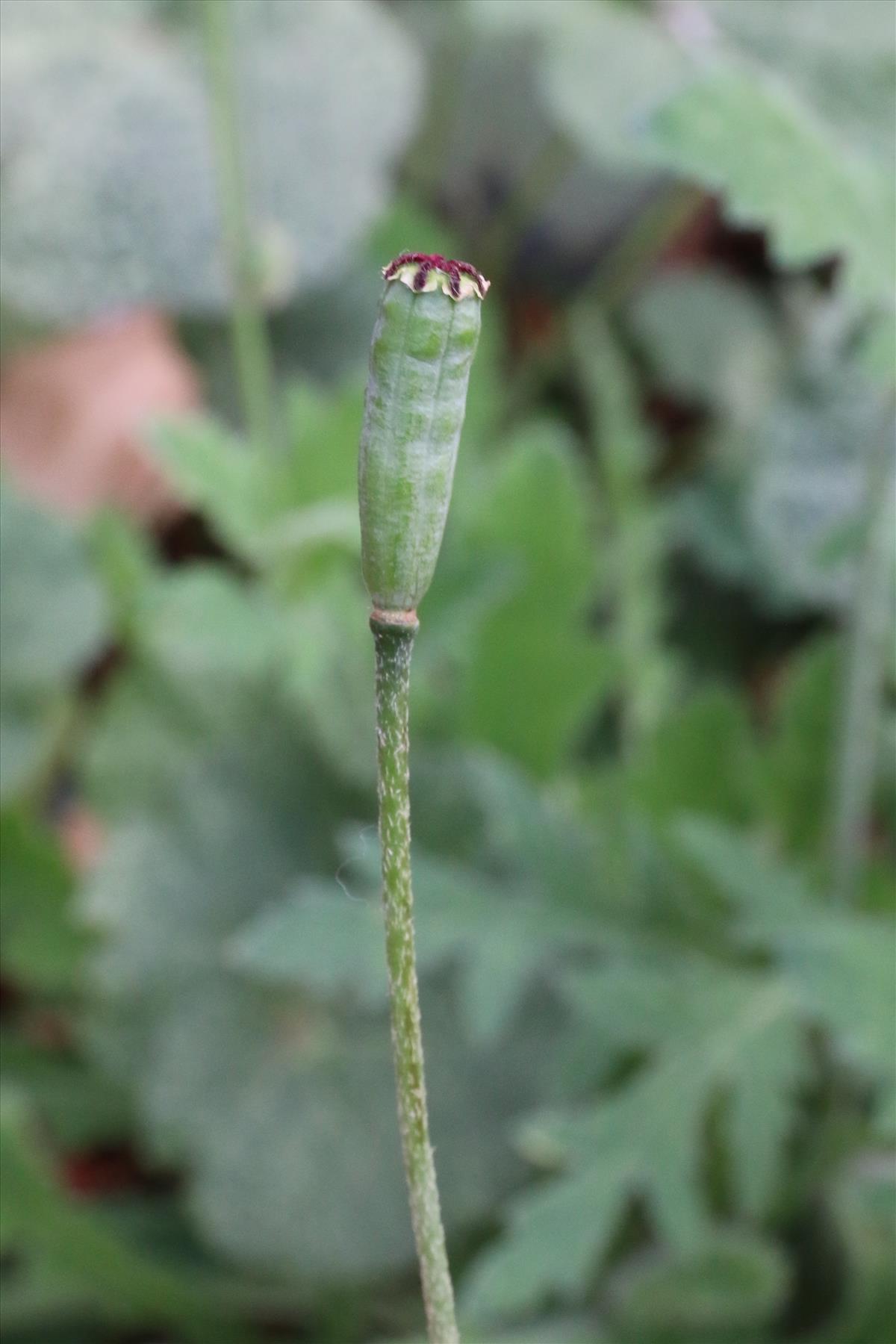 Papaver atlanticum (door Willem Braam)