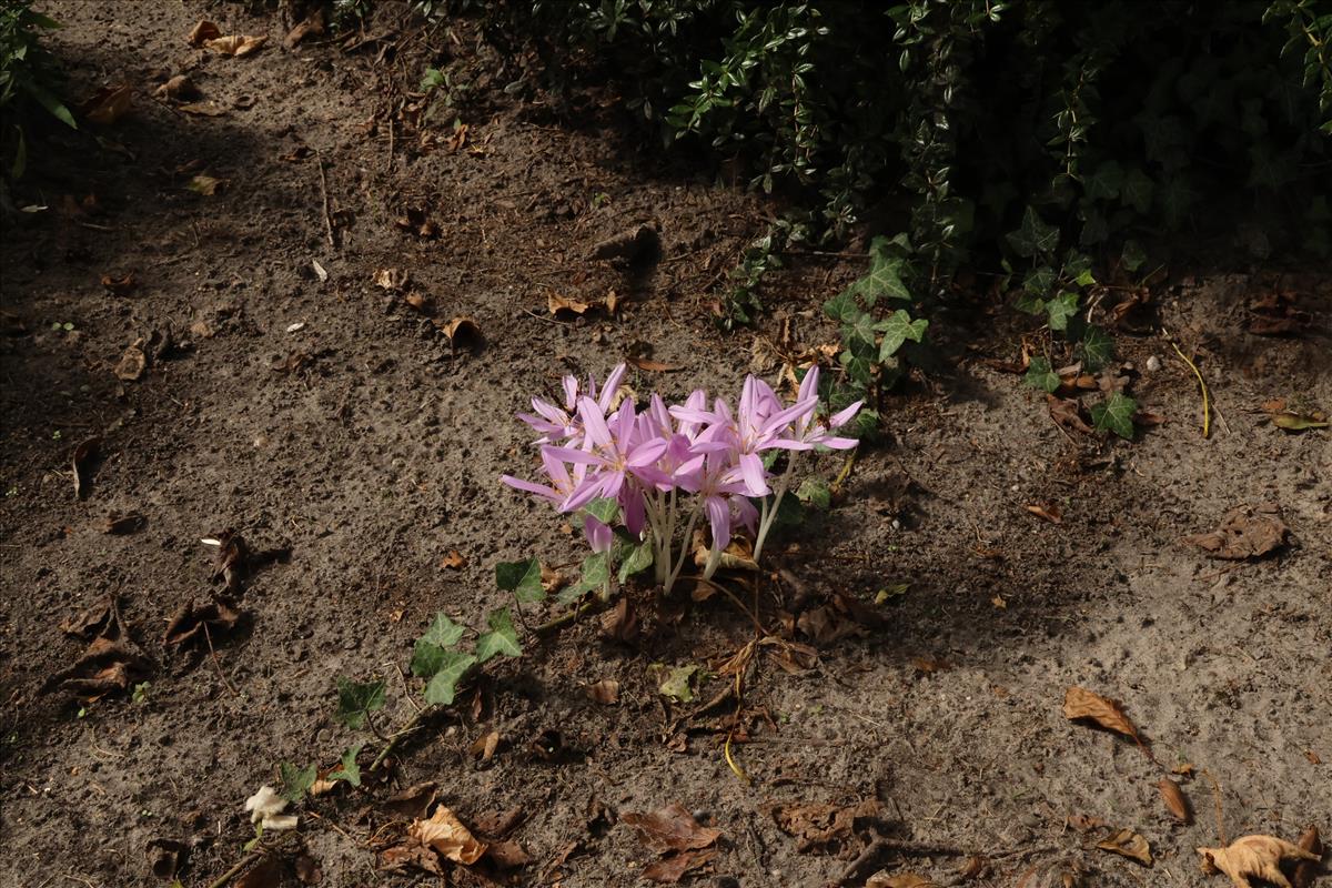 Colchicum byzantinum (door Willem Braam)