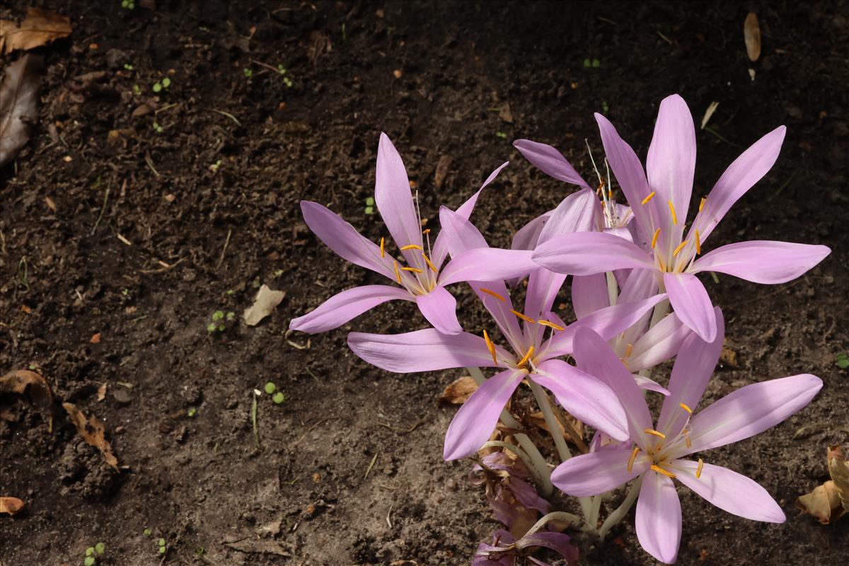 Colchicum byzantinum (door Willem Braam)