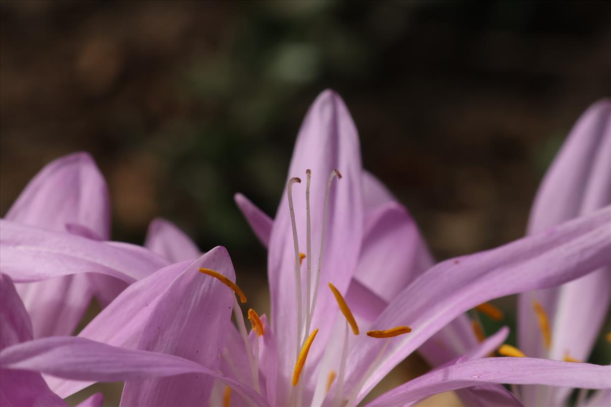 Colchicum byzantinum (door Willem Braam)