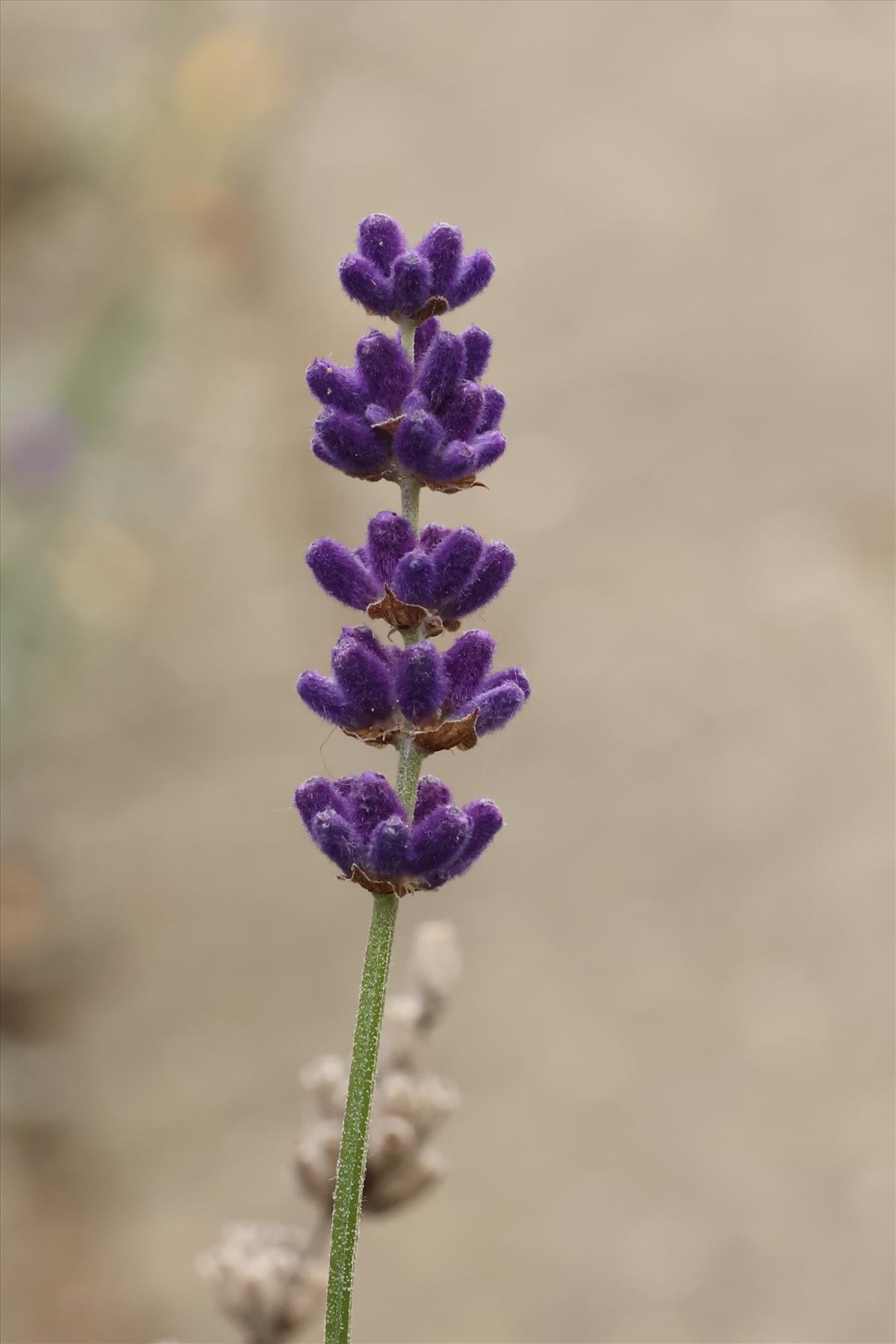 Lavandula angustifolia (door Willem Braam)