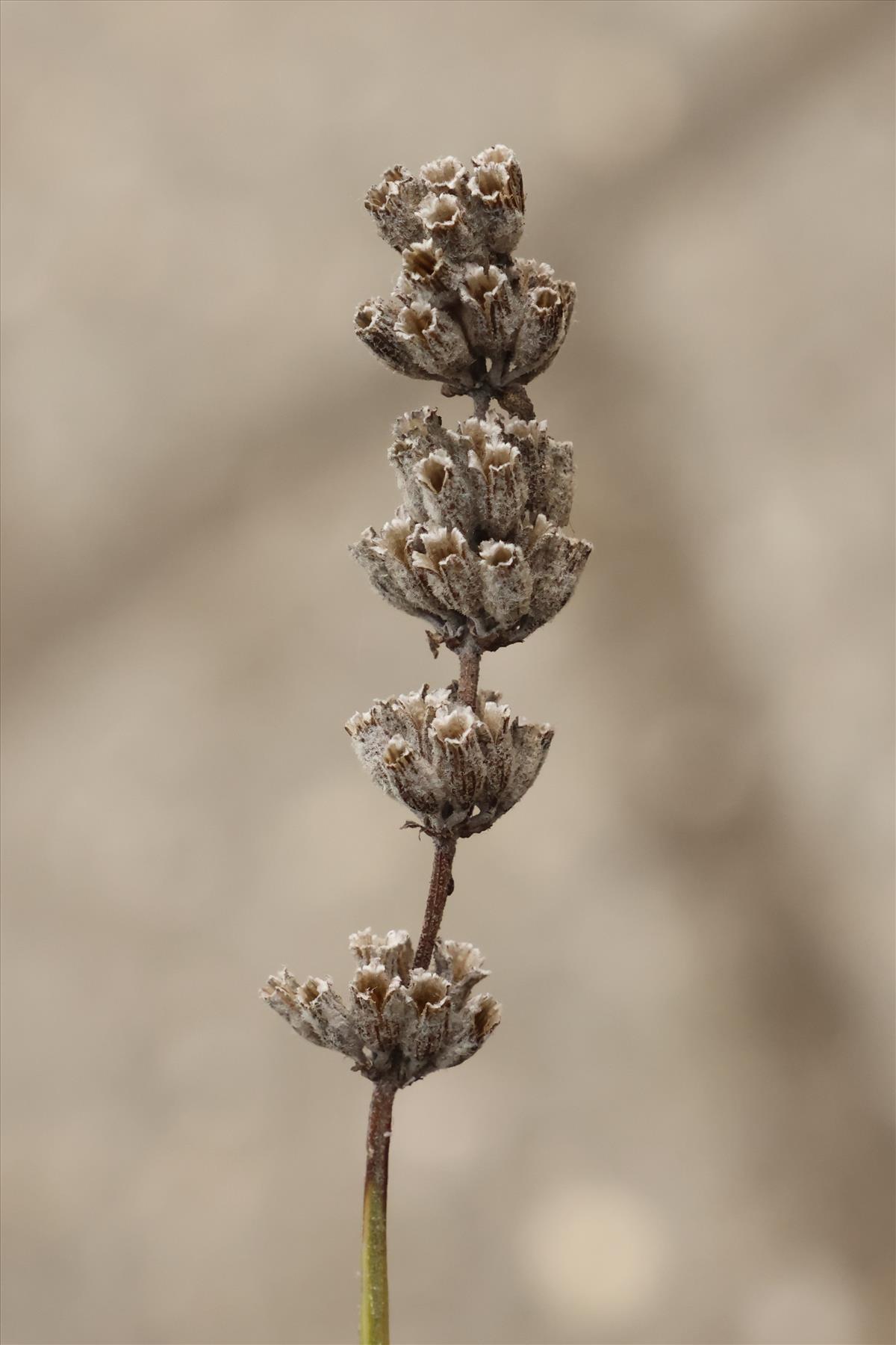 Lavandula angustifolia (door Willem Braam)