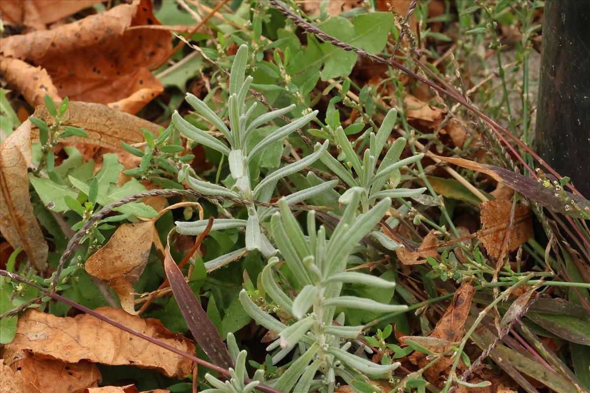 Lavandula angustifolia (door Willem Braam)