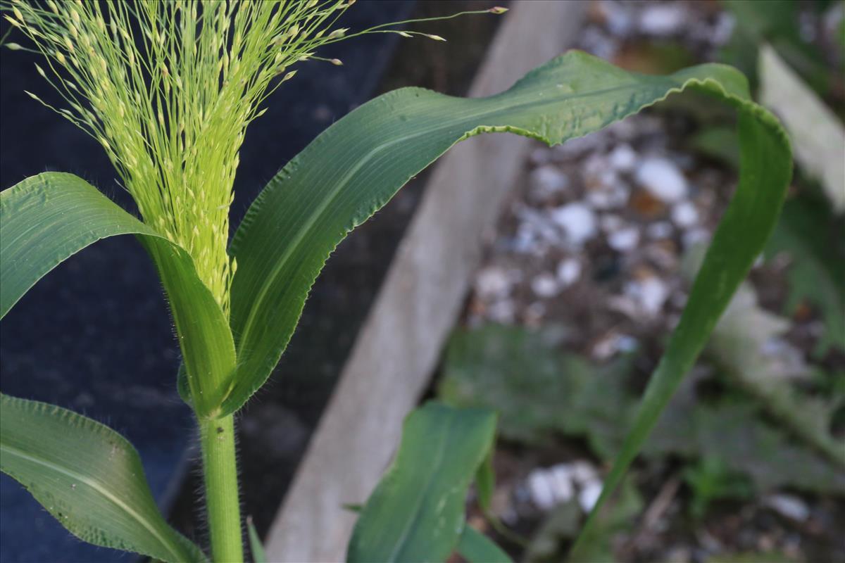 Panicum barbipulvinatum (door Willem Braam)