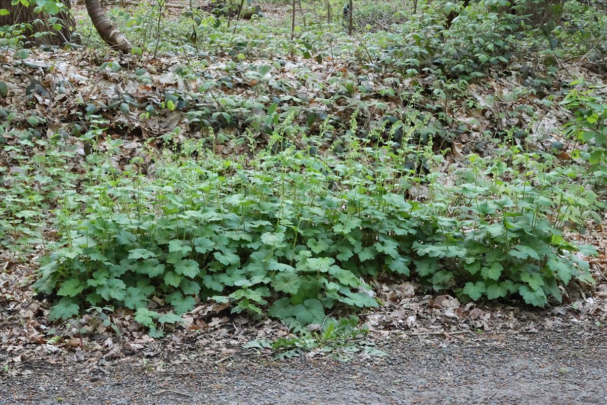 Tellima grandiflora (door Willem Braam)