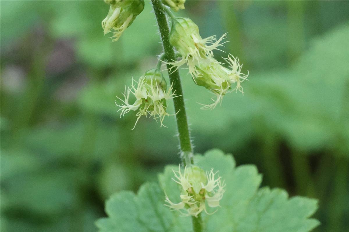 Tellima grandiflora (door Willem Braam)